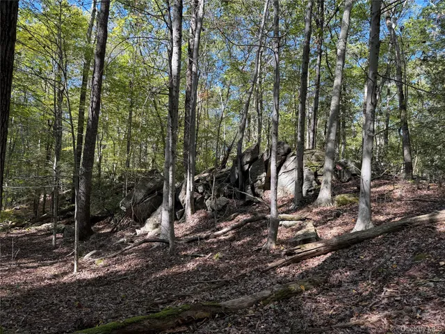 a view of a forest with trees