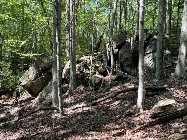 a view of a backyard with plants and large trees
