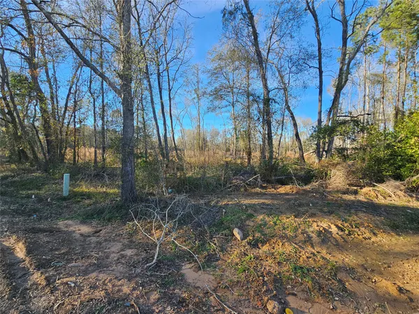 a view of a yard with trees