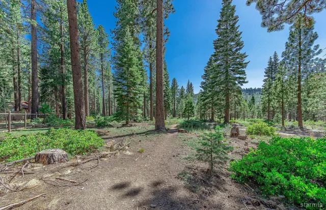 a view of a park with large trees