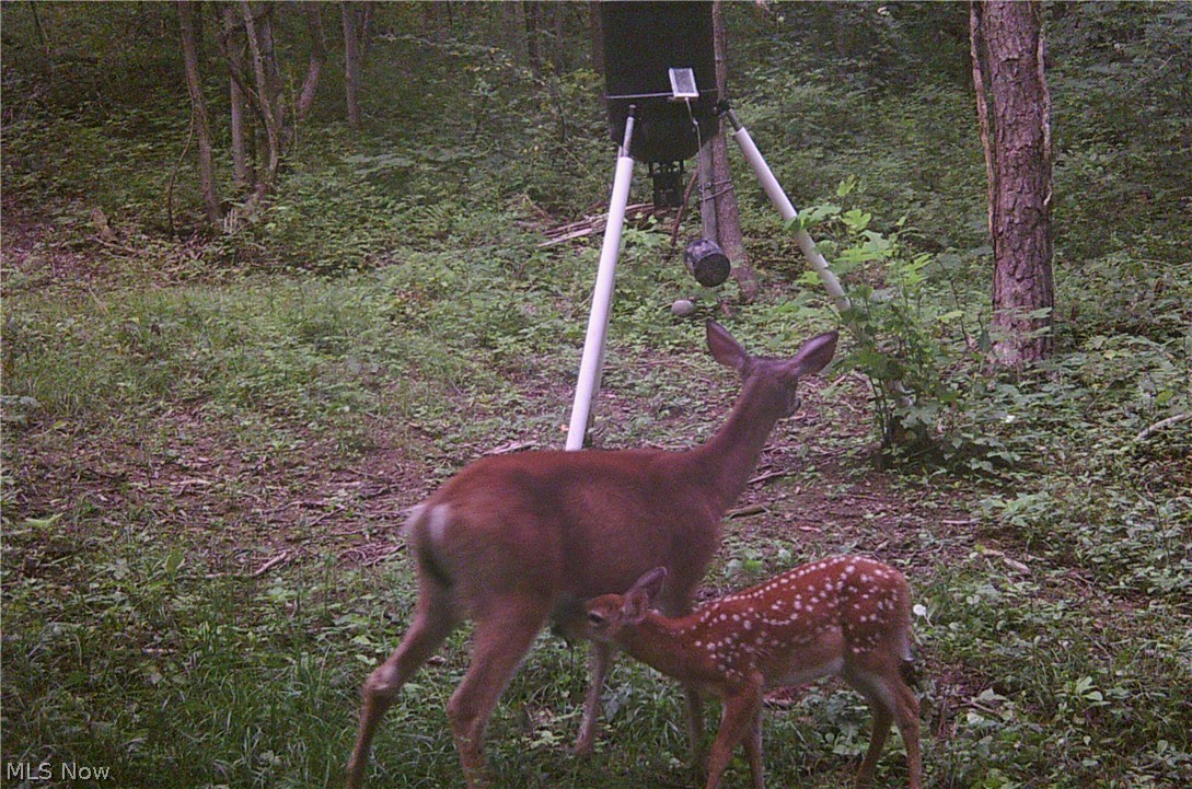 Tabor Ridge Road Mineral City, OH 44656 - Photo 12 of 33 Gallery Image 12