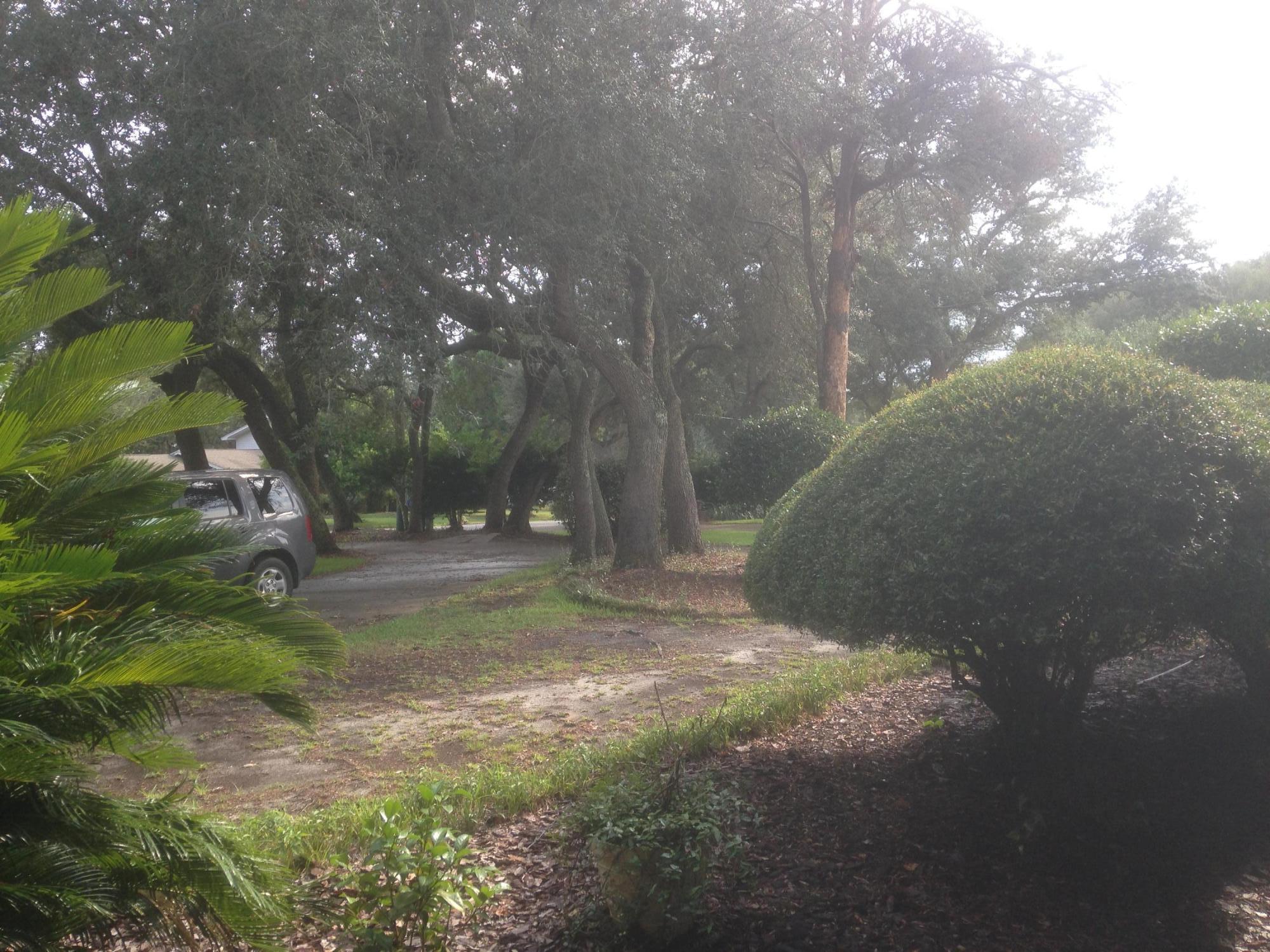 226 Country Club Road Shalimar, FL 32579 - Photo 35 of 35 a view of a tree in the middle of a yard