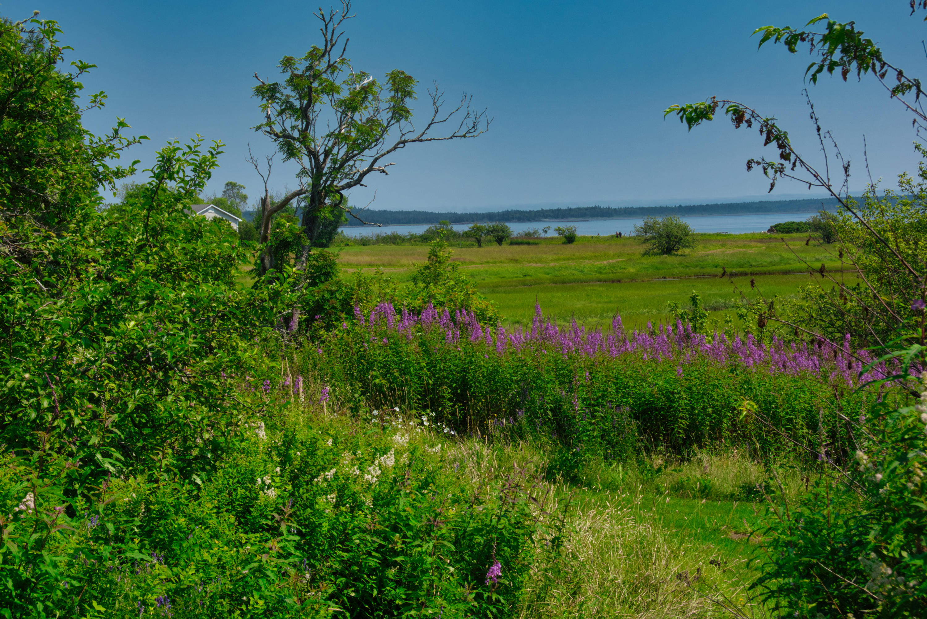 397 South South Lubec Road Lubec, ME 04652 - Photo 51 of 57 Fireweed