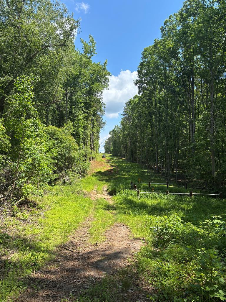 0 North Porter Road Shiloh, GA 31826 - Photo 29 of 32 view looking west on easement