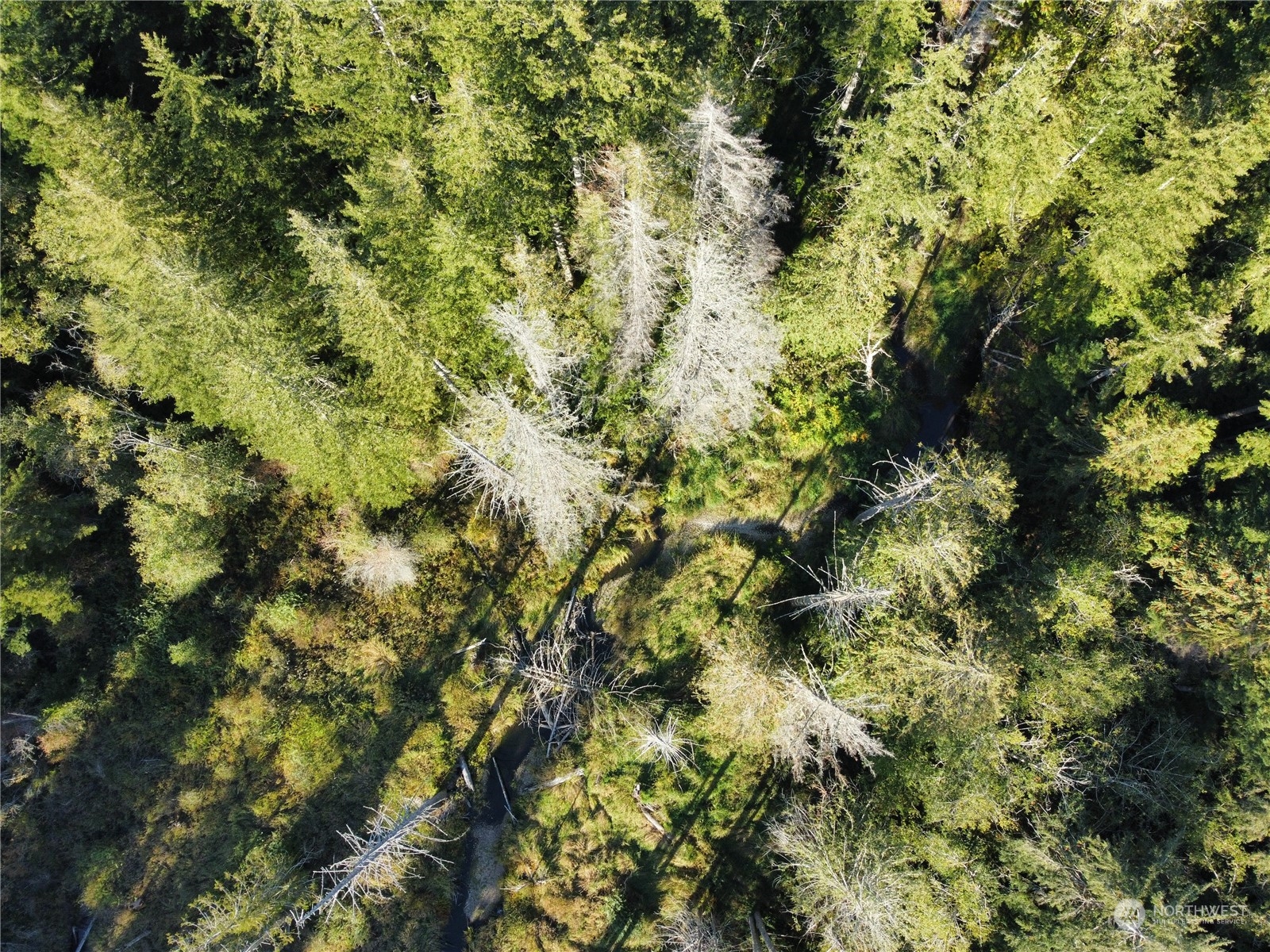 1400 West Camp Sundown Road Bremerton, WA 98312 - Photo 12 of 35 a view of a tree