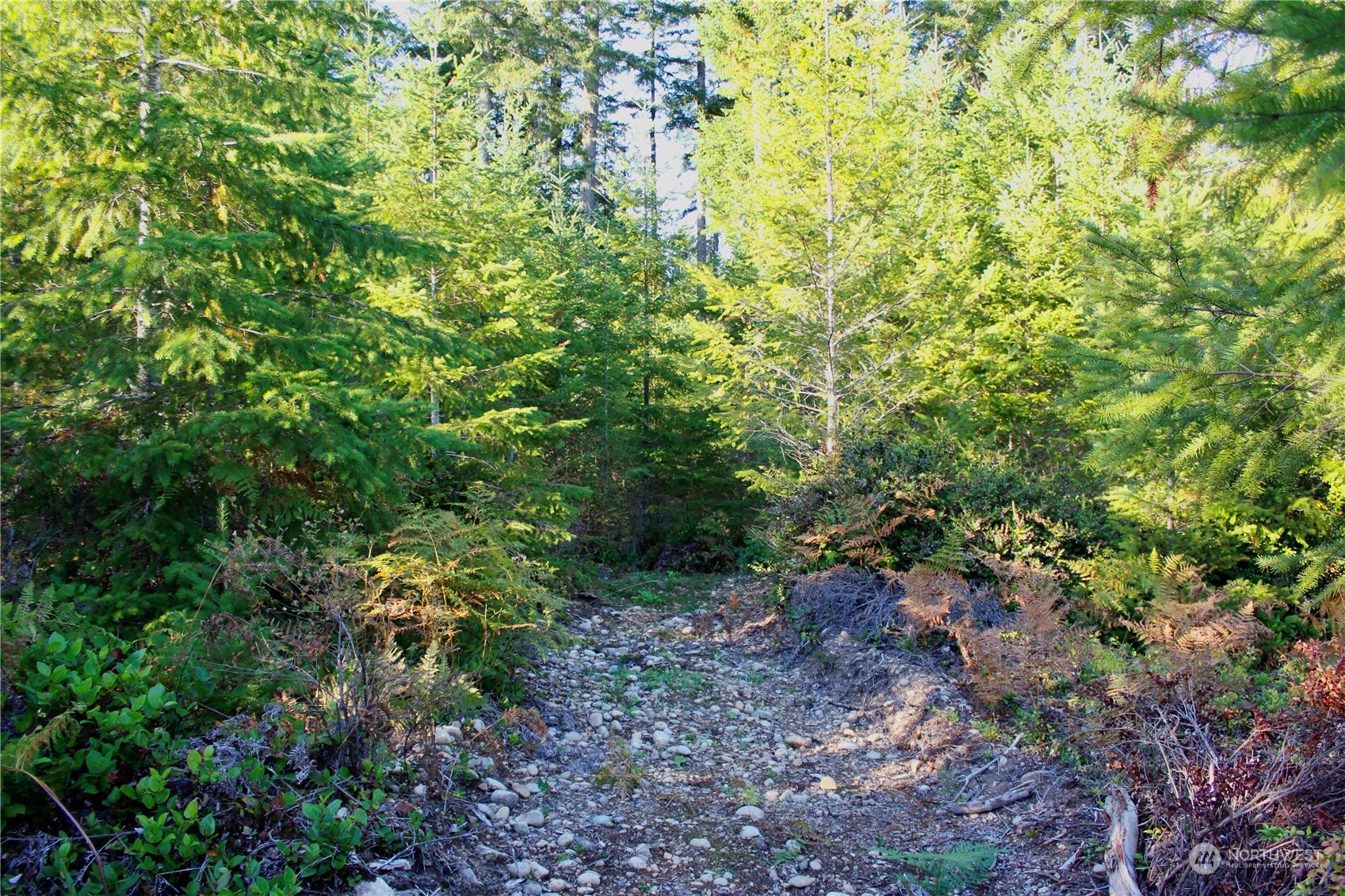 1400 West Camp Sundown Road Bremerton, WA 98312 - Photo 16 of 35 a view of a forest with plants and trees