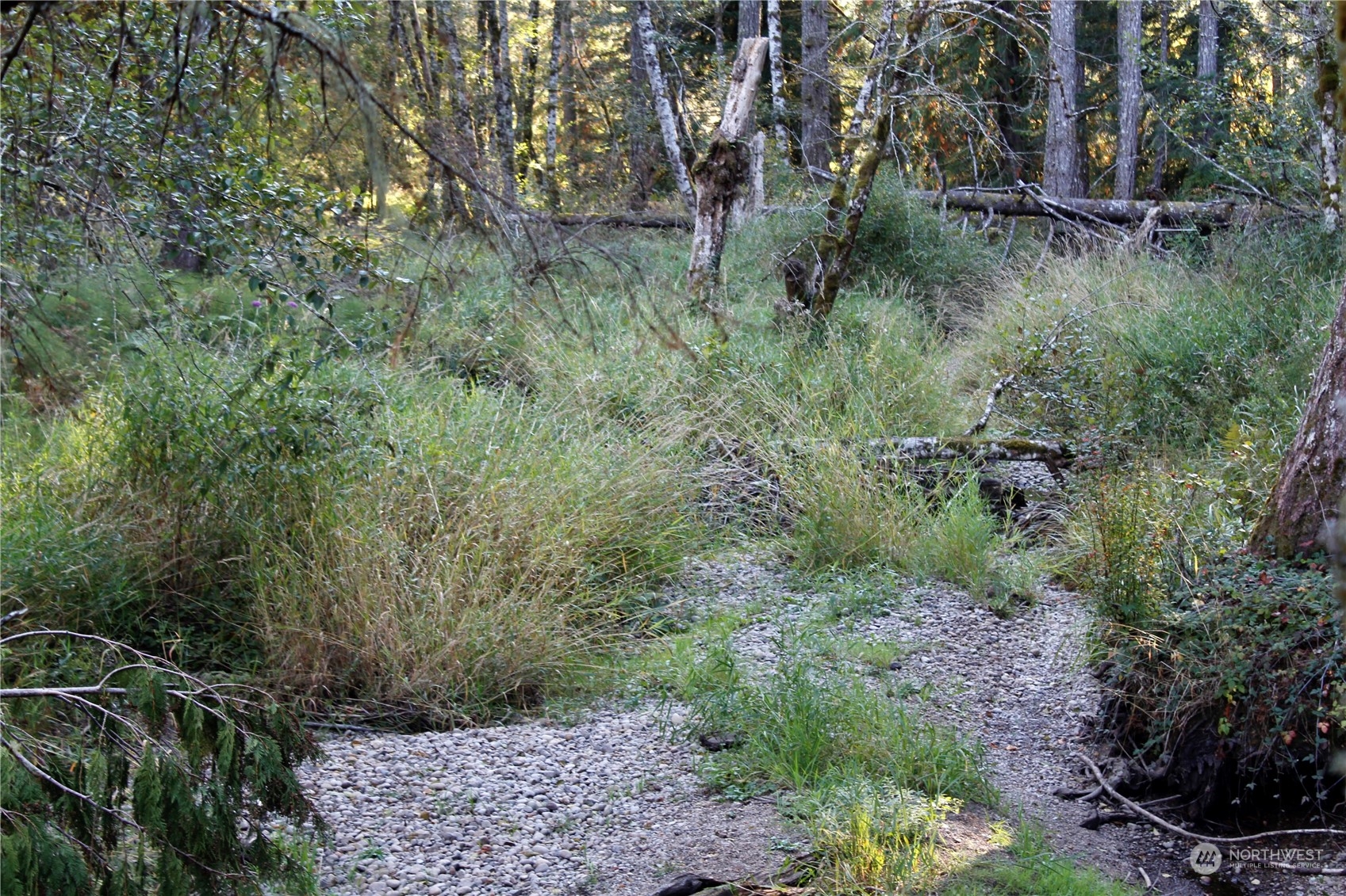 1400 West Camp Sundown Road Bremerton, WA 98312 - Photo 18 of 35 a view of a lush green forest with large trees