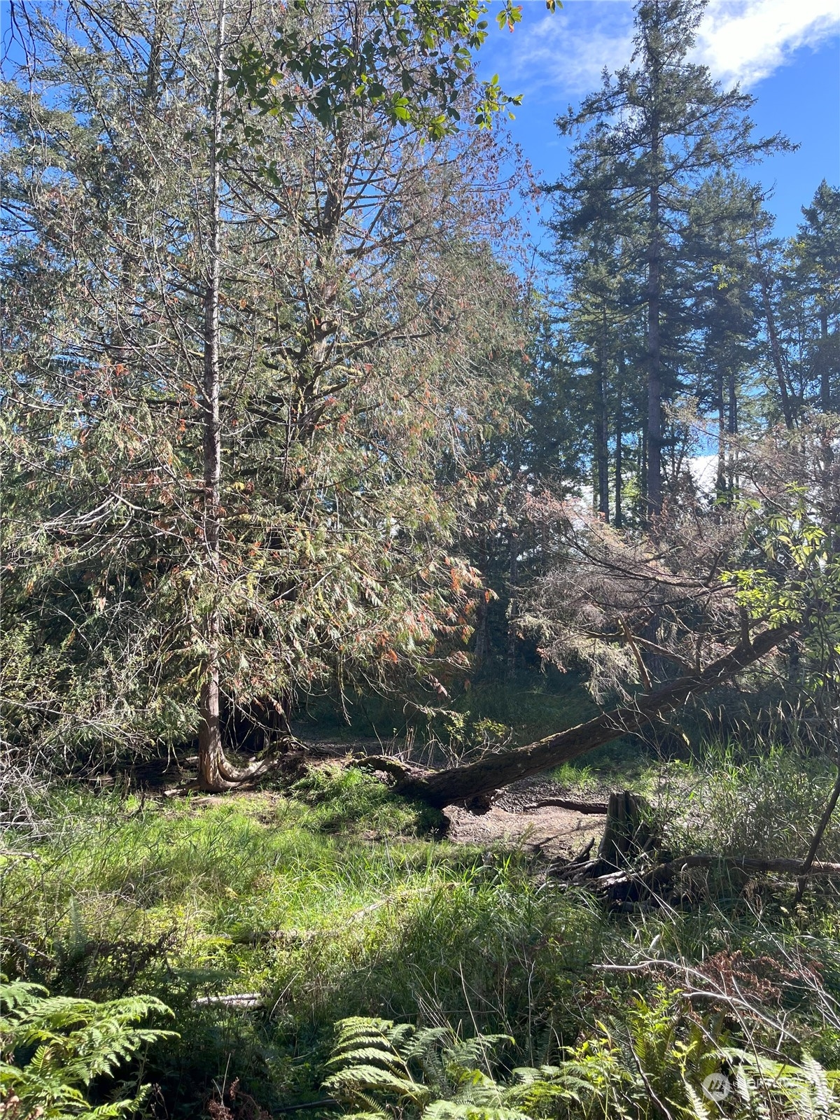 1400 West Camp Sundown Road Bremerton, WA 98312 - Photo 20 of 35 a backyard of a building
