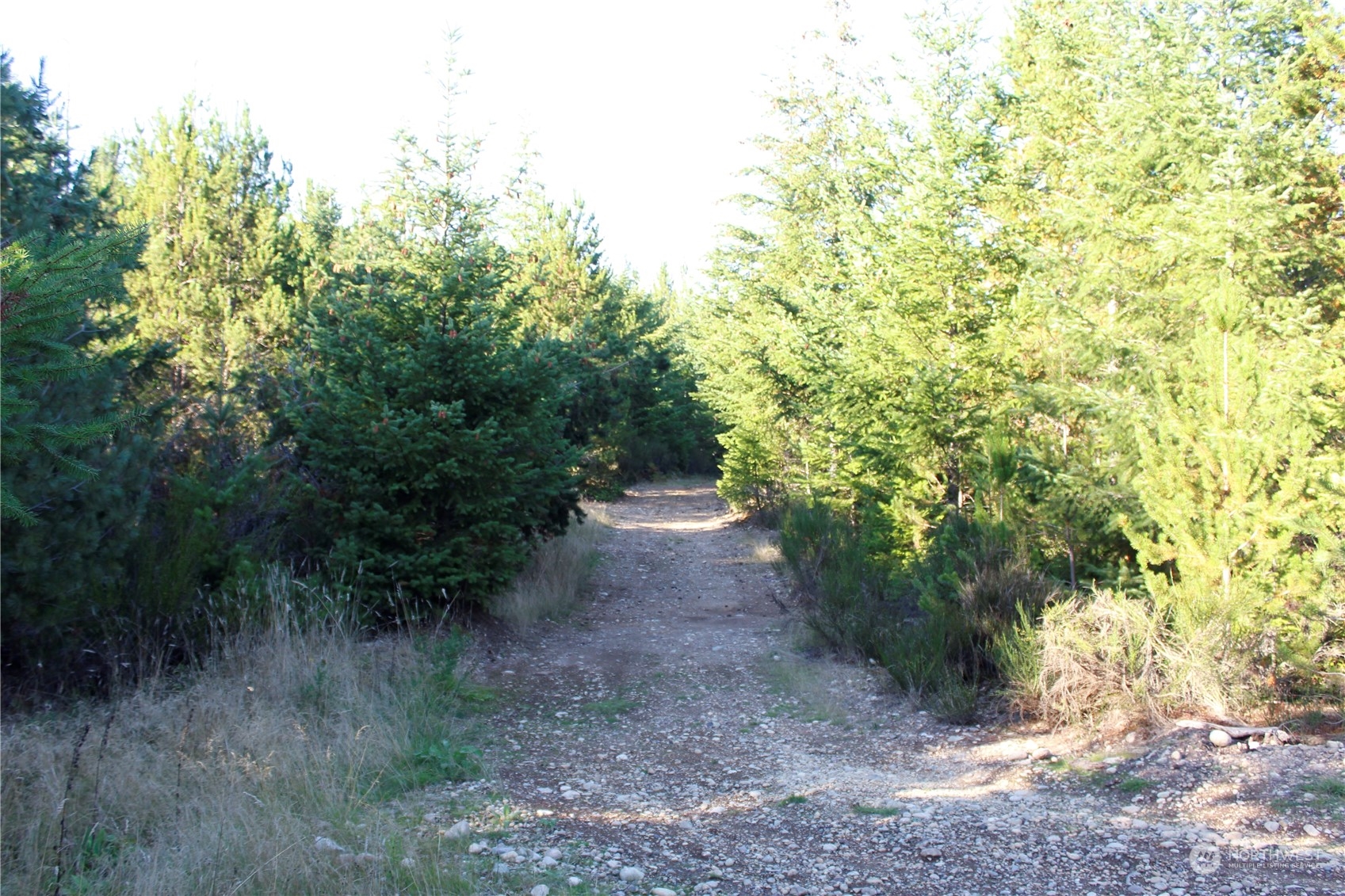 1400 West Camp Sundown Road Bremerton, WA 98312 - Photo 27 of 35 a view of a yard with plants and trees