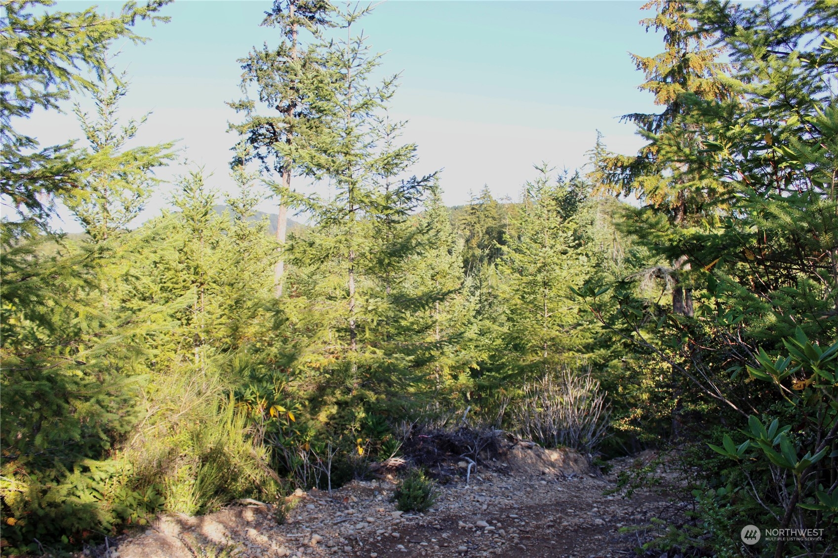 1400 West Camp Sundown Road Bremerton, WA 98312 - Photo 28 of 35 a view of a forest with a tree