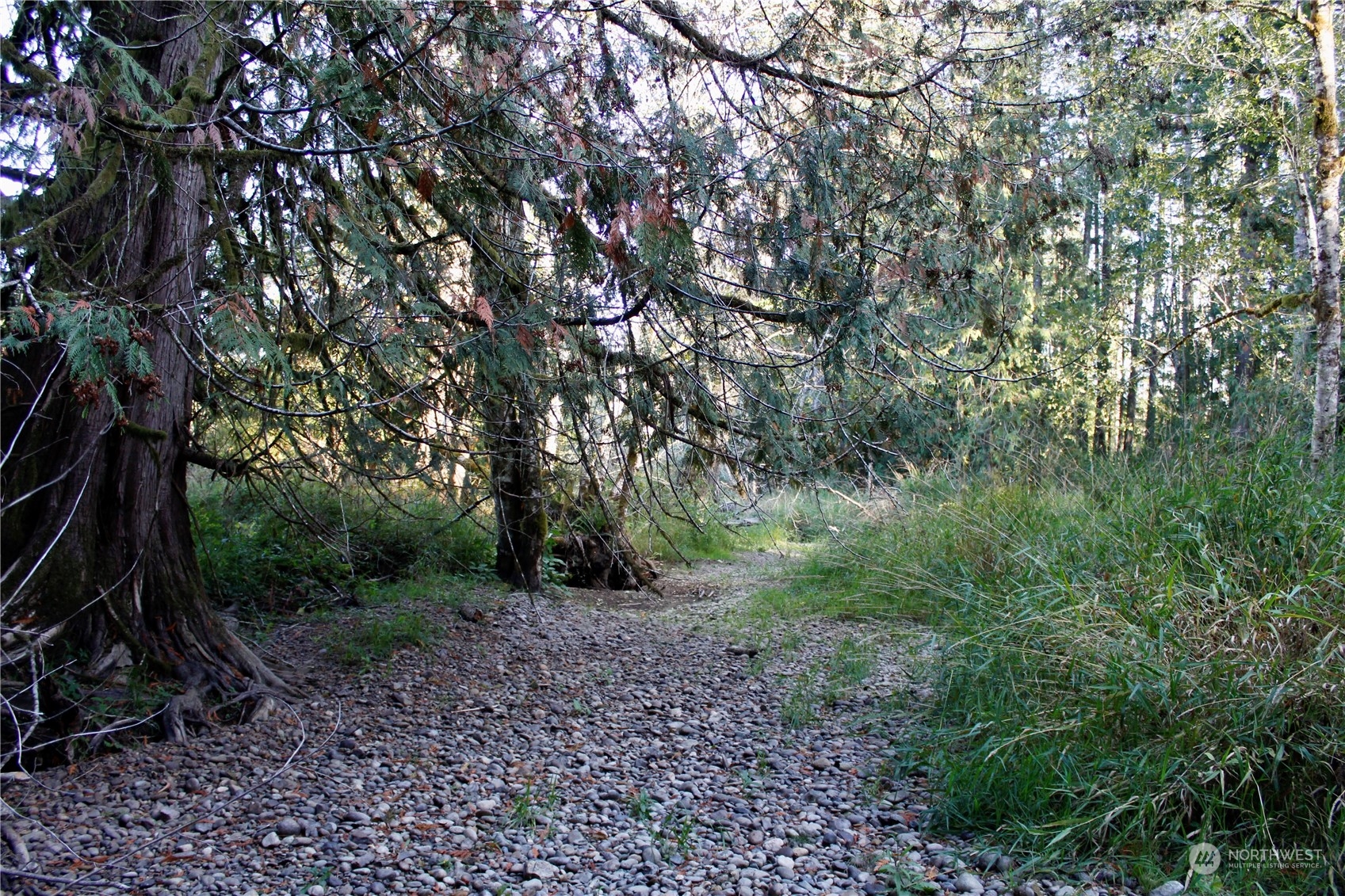 1400 West Camp Sundown Road Bremerton, WA 98312 - Photo 31 of 35 a view of a forest filled with trees
