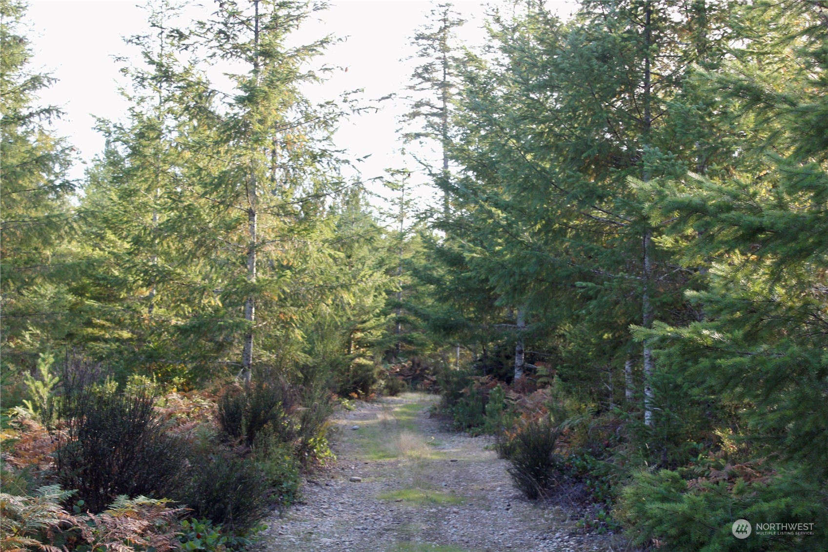 1400 West Camp Sundown Road Bremerton, WA 98312 - Photo 32 of 35 a view of a forest with trees in the background