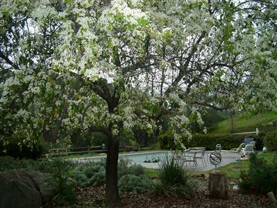 38107 Balch Park Road Springville, CA 93265 - Photo 2 of 7 Pool