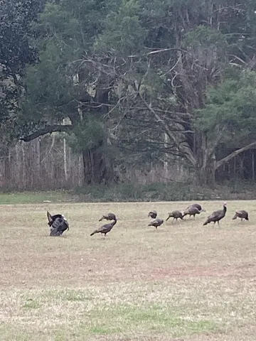 $695,000 | 9006 Chayes Lane, Tallahassee, FL 32309