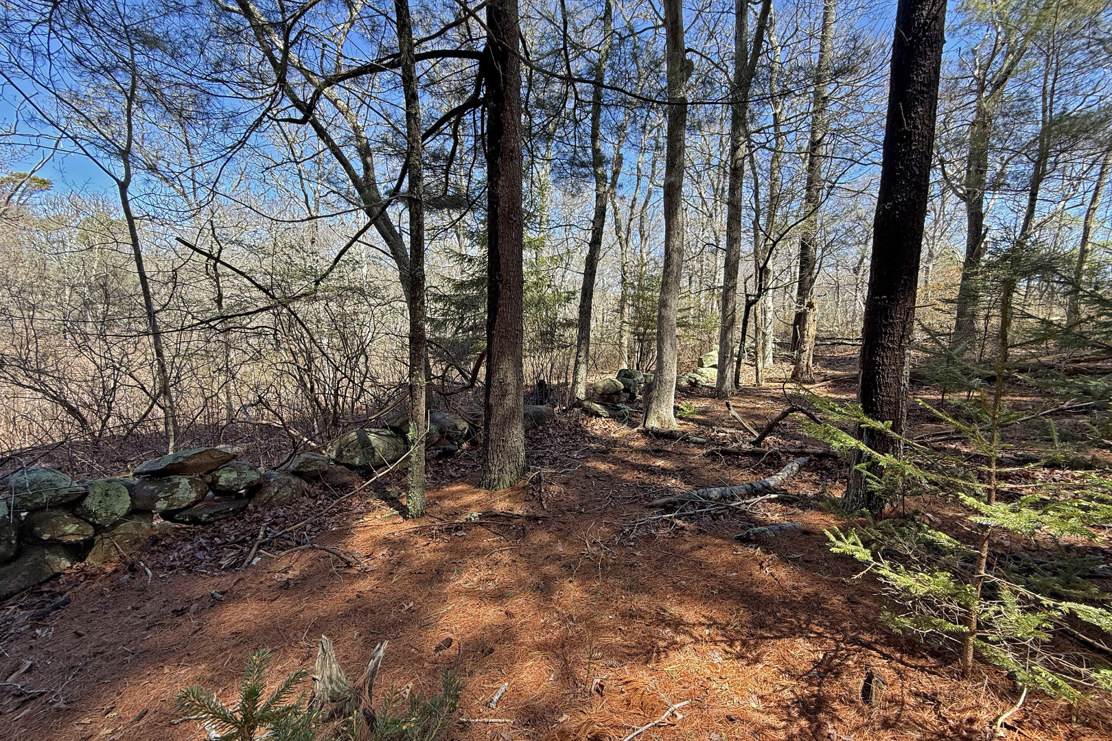 0 High Mark Road Chilmark, MA 02535 - Photo 8 of 8 a view of forest
