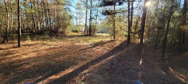 a view of a forest with trees in the background