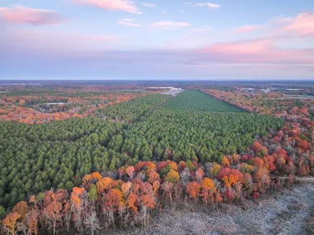 a view of a city with lots of trees