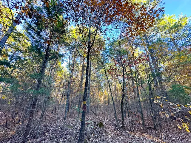 a backyard of a house with lots of trees