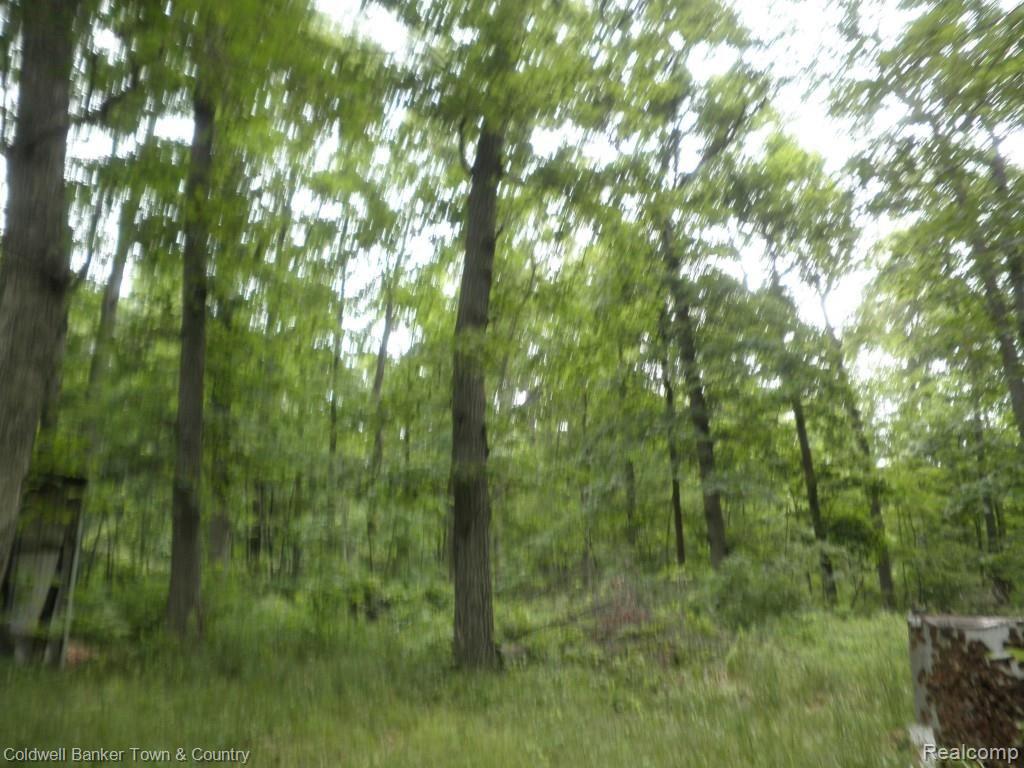 14325 Barnes Road Byron, MI 48418 - Photo 11 of 22 Beautiful Wooded 10 Acres.jpg