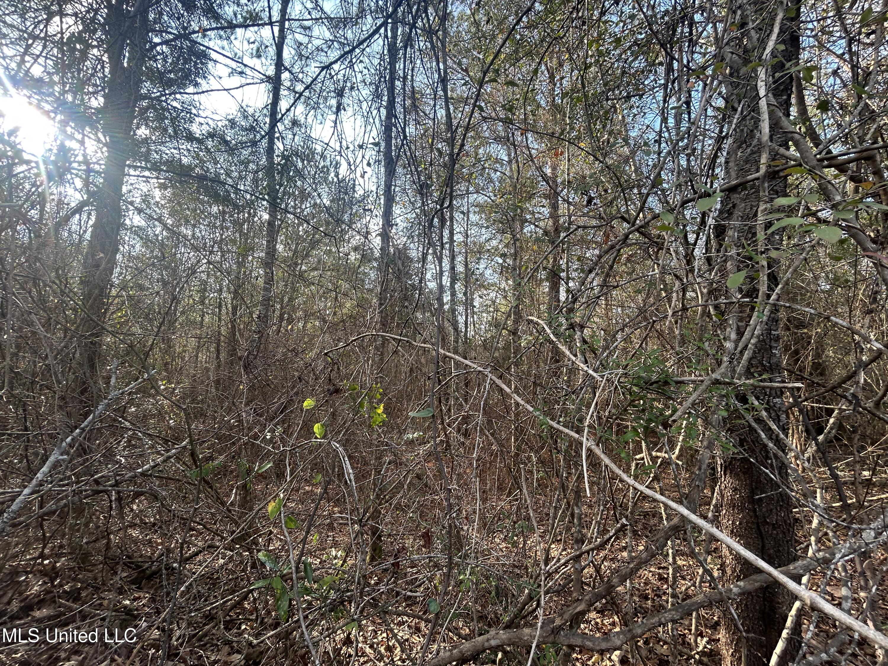 Robert Rhodes Road Poplarville, MS 39470 - Photo 11 of 17 IMG_1042
