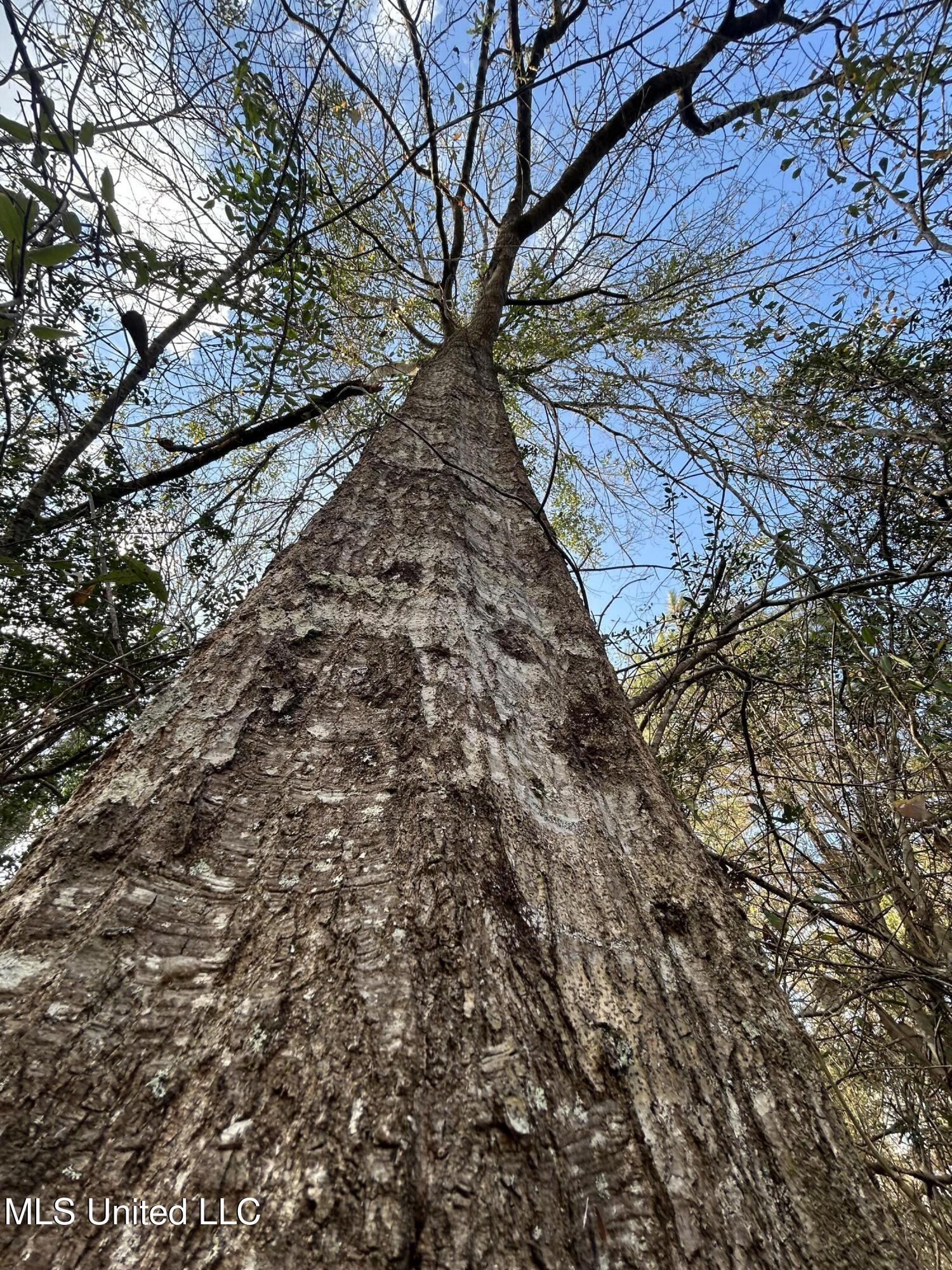 Robert Rhodes Road Poplarville, MS 39470 - Photo 17 of 17 IMG_1047