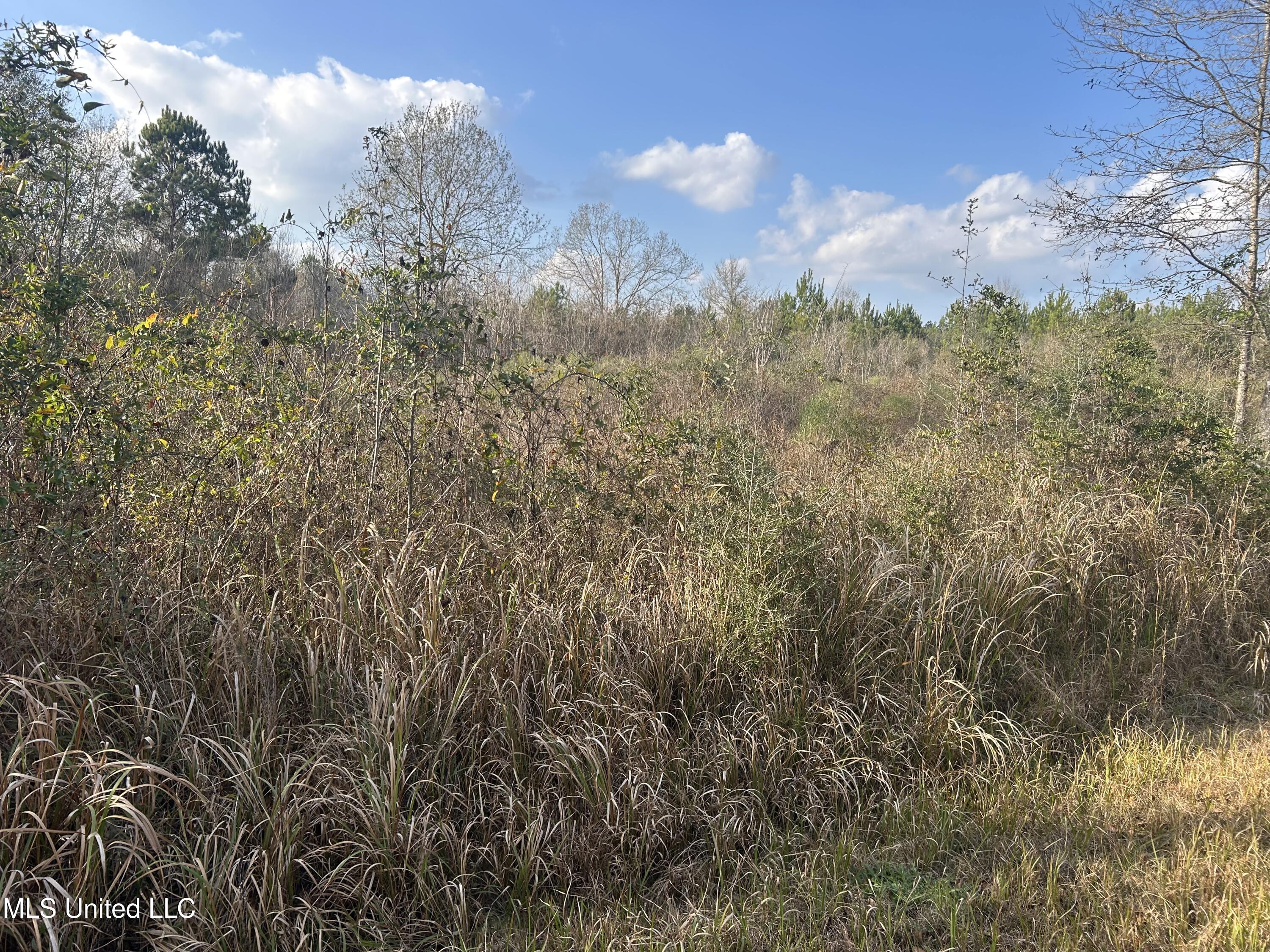 Robert Rhodes Road Poplarville, MS 39470 - Photo 5 of 17 IMG_1056