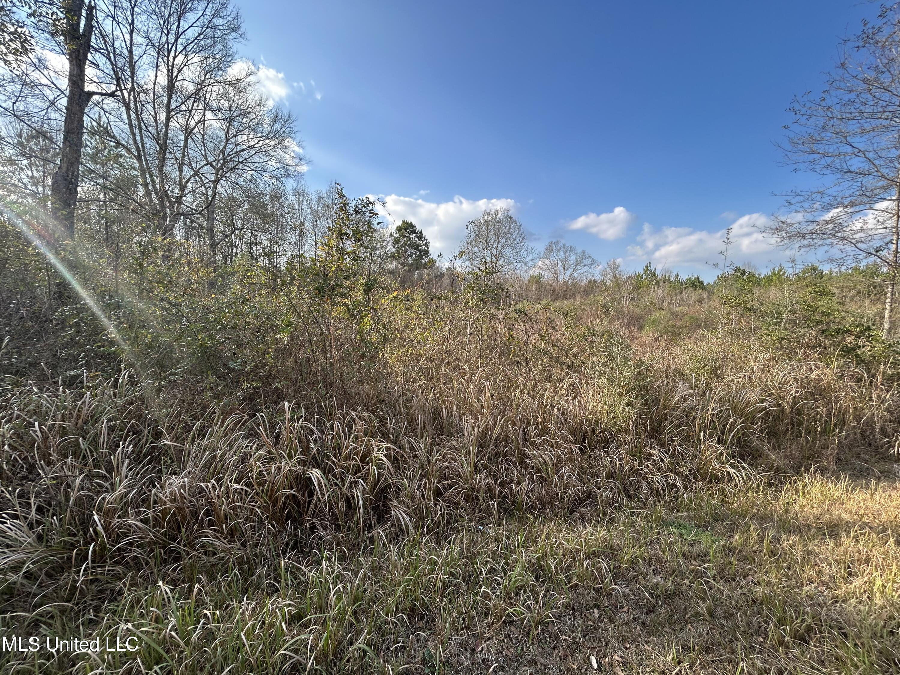 Robert Rhodes Road Poplarville, MS 39470 - Photo 6 of 17 IMG_1057