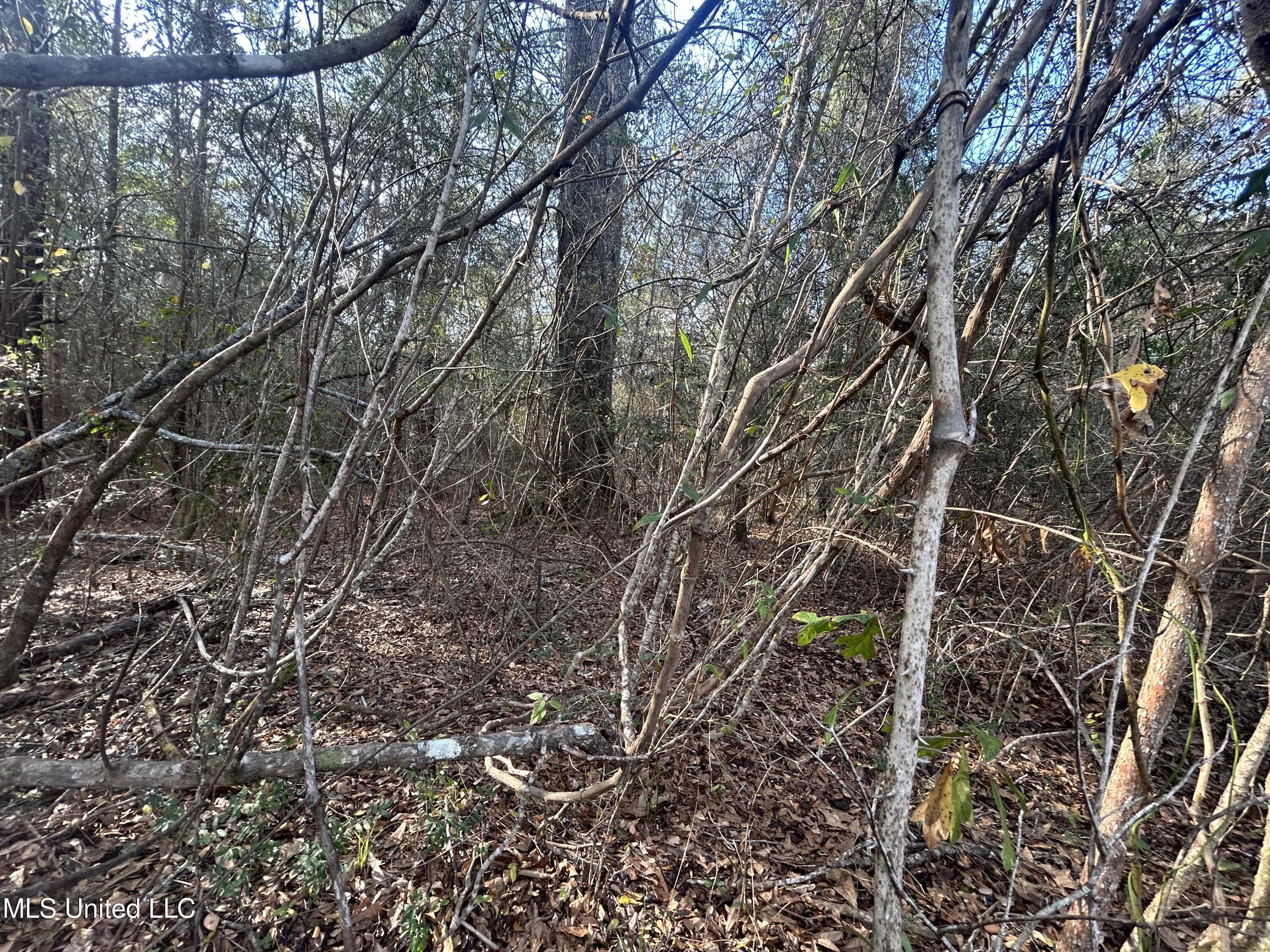 Robert Rhodes Road Poplarville, MS 39470 - Photo 8 of 17 IMG_1046