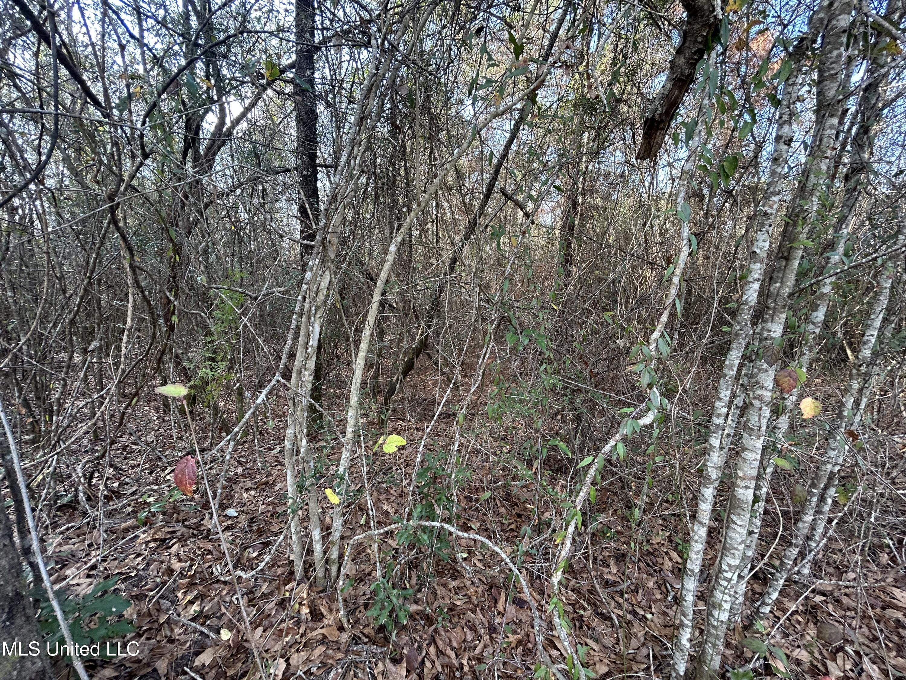 Robert Rhodes Road Poplarville, MS 39470 - Photo 9 of 17 IMG_1048