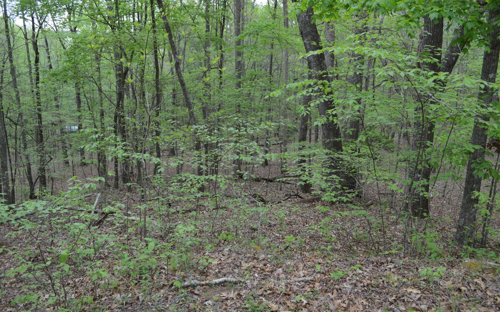 Lot 12 North Ridge Trail Brasstown, NC 28902 - Photo 8 of 11 Additional View