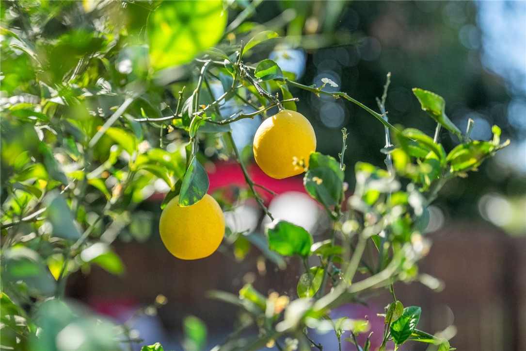 18018 East Armstead Street Azusa, CA 91702 - Photo 23 of 43 a view of a flower in a garden