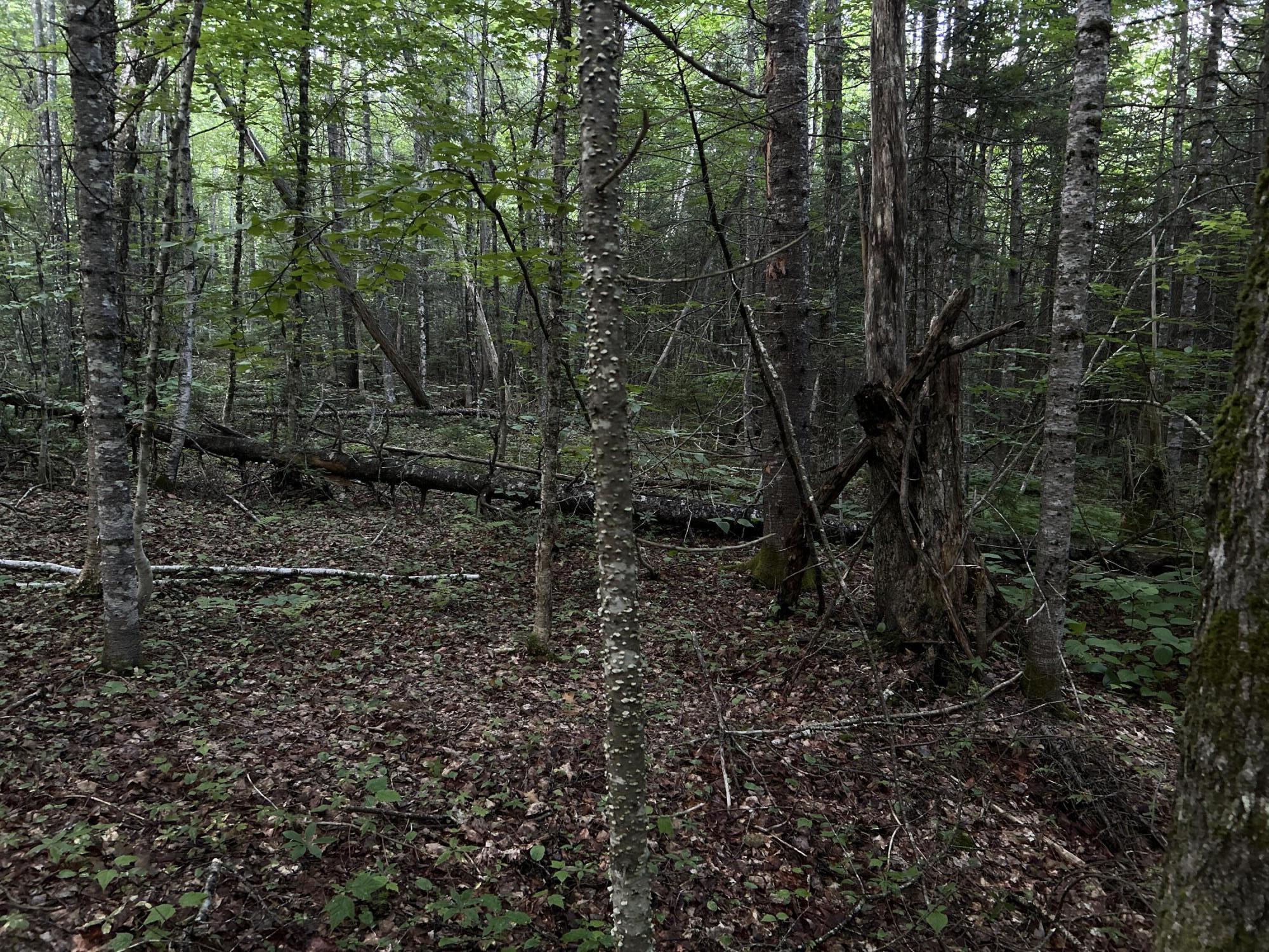 24a Anson Valley Road New Vineyard, ME 04956 - Photo 45 of 93 IMG_4908