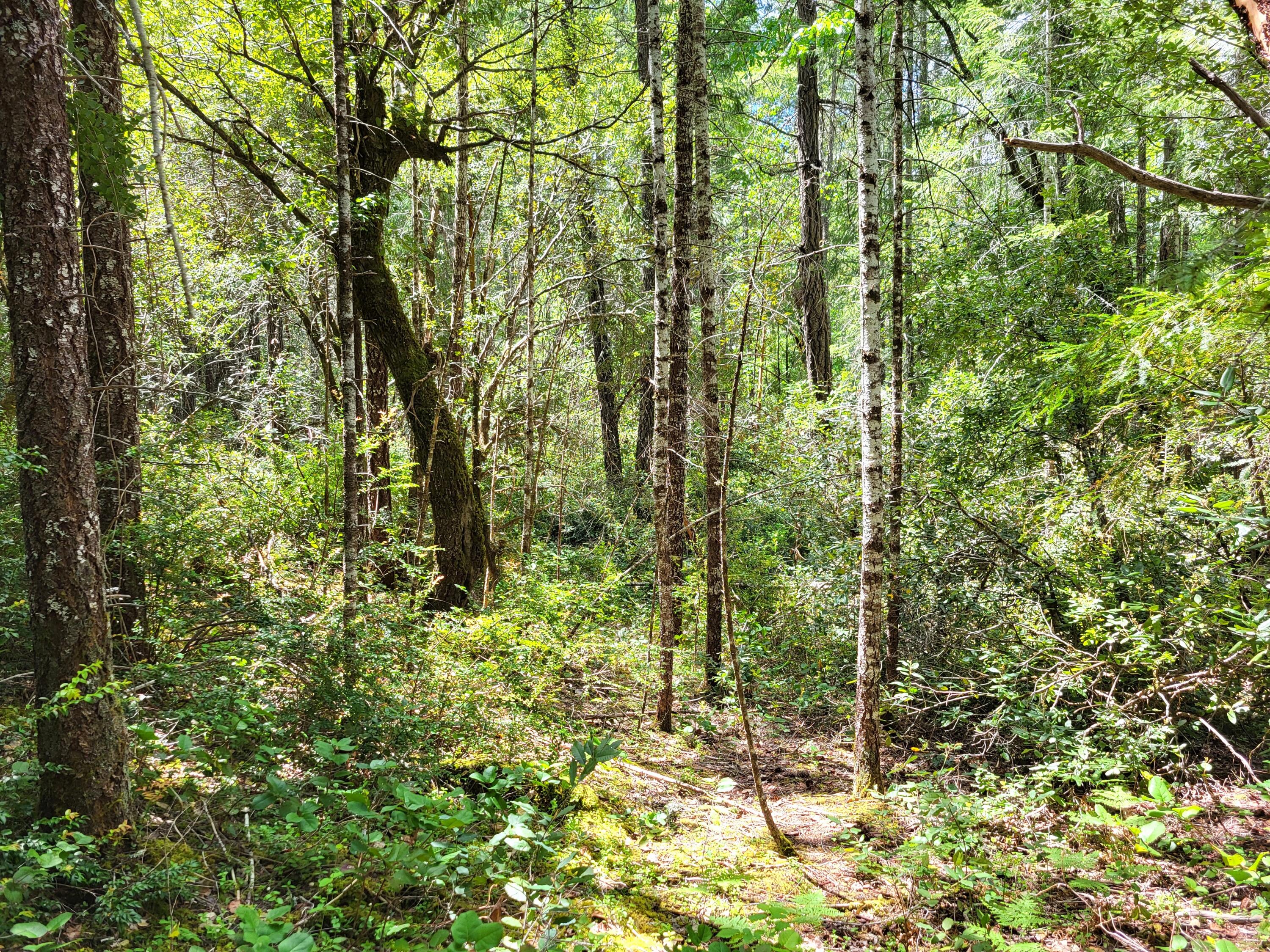 555 3 Mill Road Selma, OR 97538 - Photo 7 of 9 7
