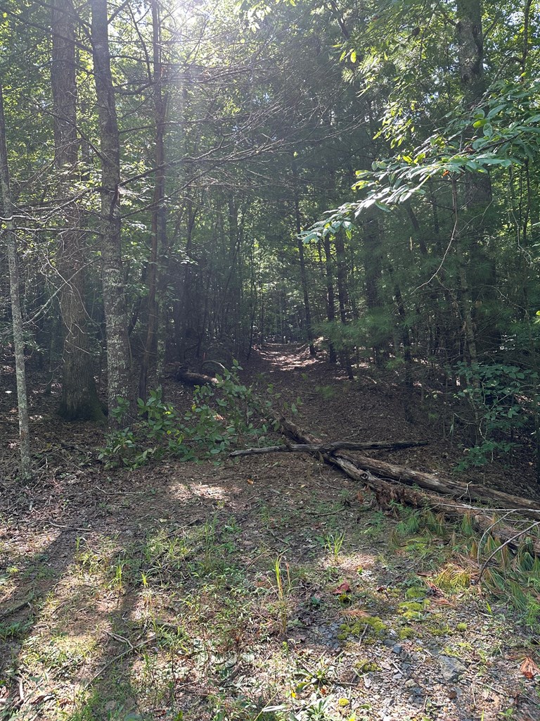 Lot 29 Owltown Road Ellijay, GA 30536 - Photo 3 of 5 Road bed
