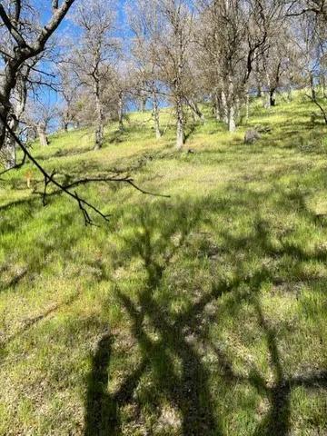 a view of a yard with large trees
