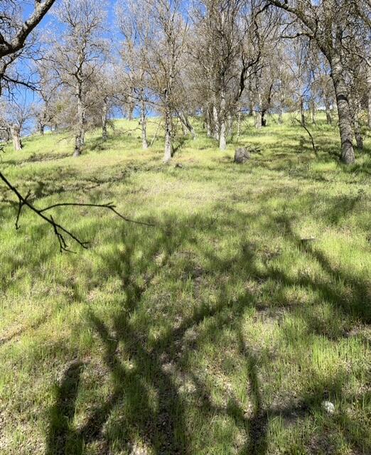 22948 Rim Way Tehachapi, CA 93561 - Photo 15 of 16 a view of a yard with large trees