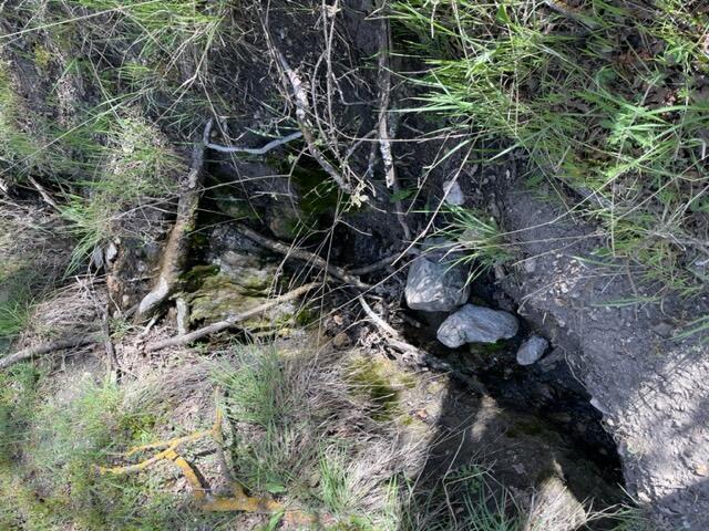 22948 Rim Way Tehachapi, CA 93561 - Photo 16 of 16 a plant with lots of trees