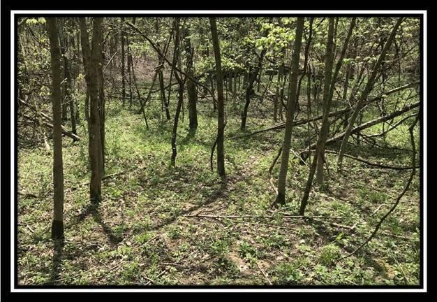 6777 Howard Road Sunbury, OH 43074 - Photo 17 of 21