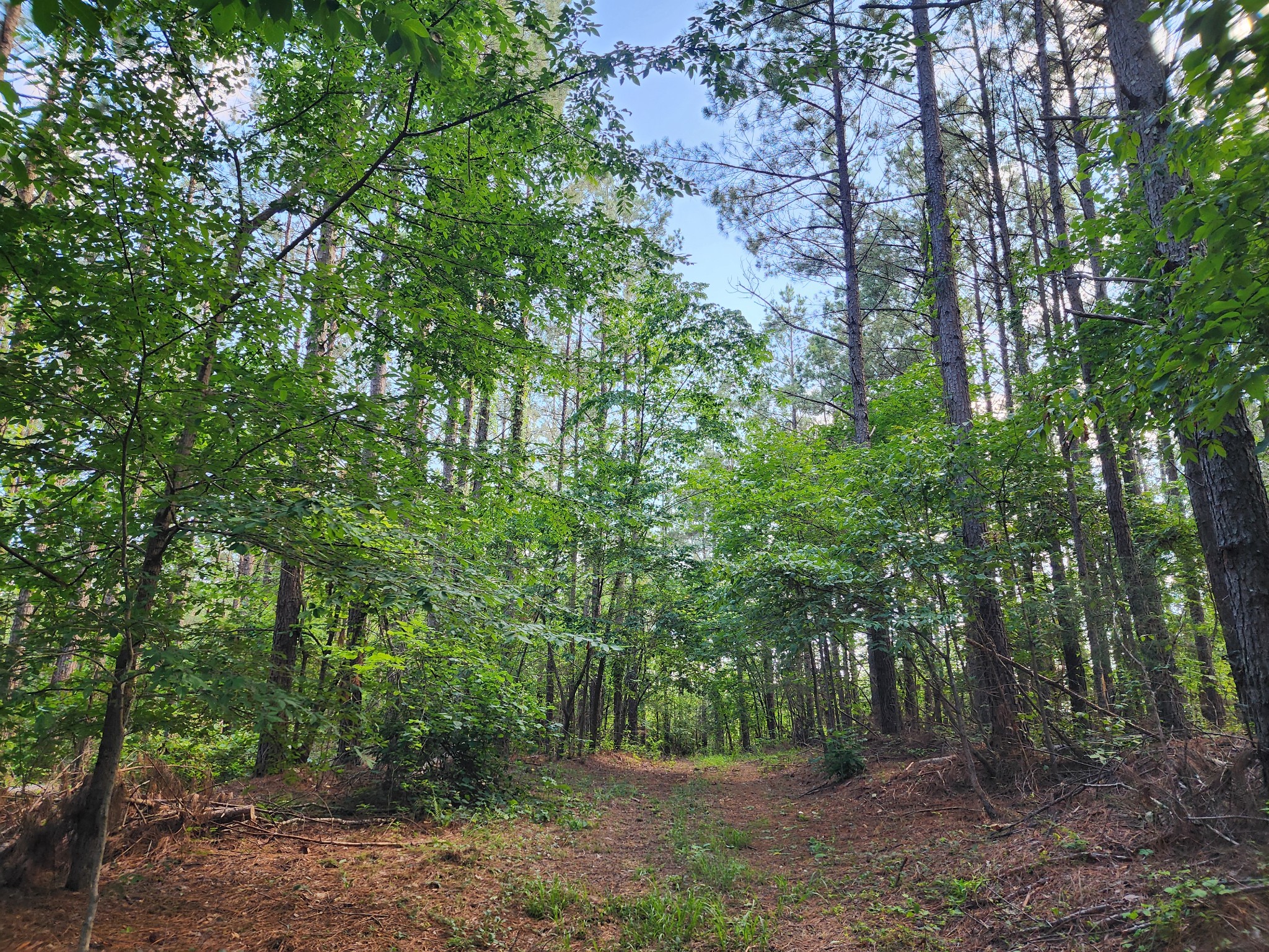 0 Sinking Creek Road Linden, TN 37096 - Photo 10 of 23