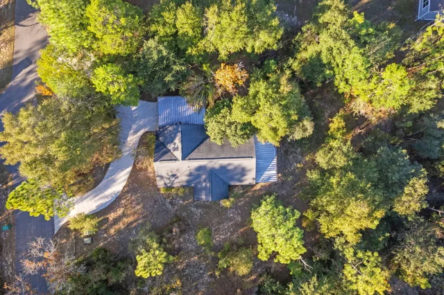 a close up of a tree