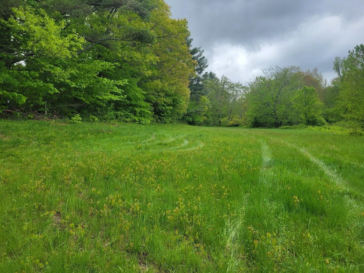 Lot91 Eastern District Road Danbury, NH 03230 - Photo 8 of 13