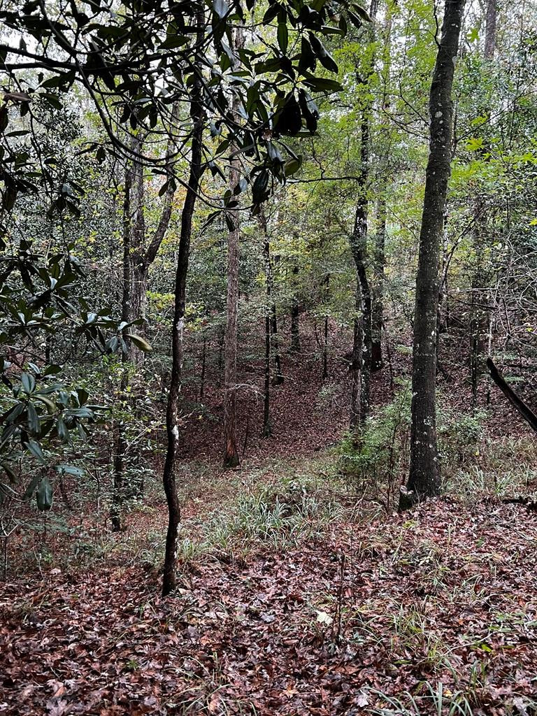 3723 B Rollinson Road Meadville, MS 39653 - Photo 3 of 12 Photo 3