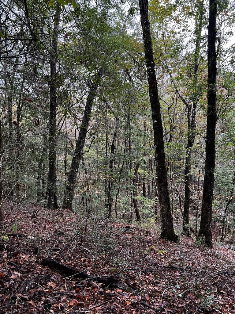 3723 B Rollinson Road Meadville, MS 39653 - Photo 8 of 12 Photo 8