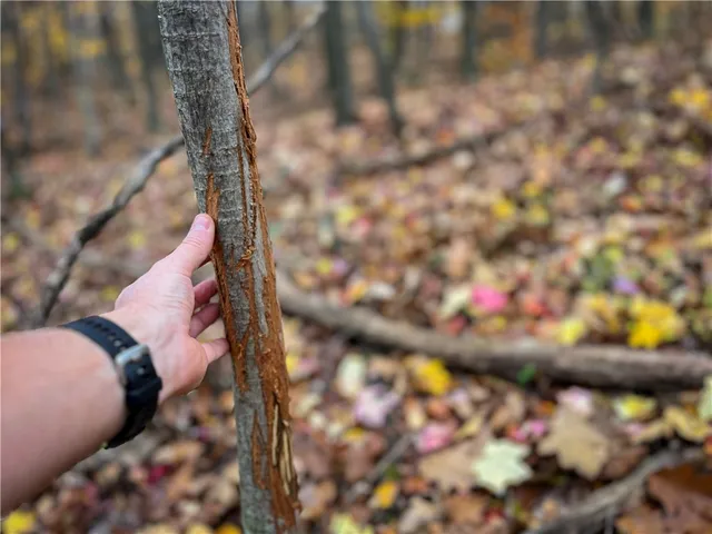 $2,999,900 | 7667 Hickory Bottom Road, Naples, NY 14512