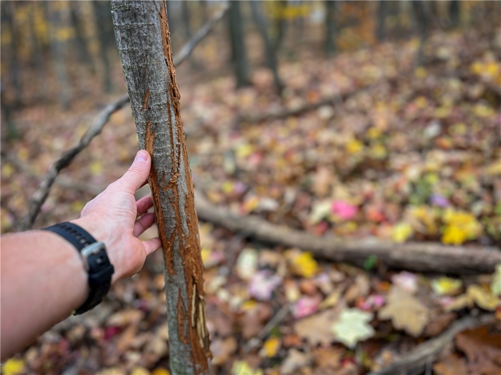 7667 Hickory Bottom Road Naples, NY 14512 - Photo 18 of 49