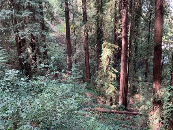 a view of a forest