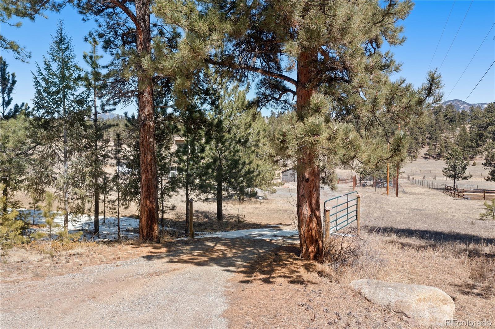 1819 Nova Road Pine, CO 80470 - Photo 4 of 41 a tree in the middle of a yard