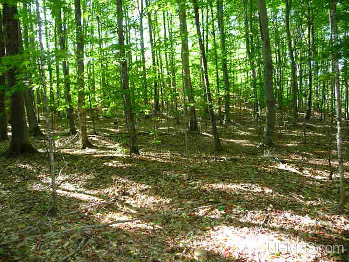 Tbd Forest Service 2440 Road Rapid River, MI 49878 - Photo 3 of 19