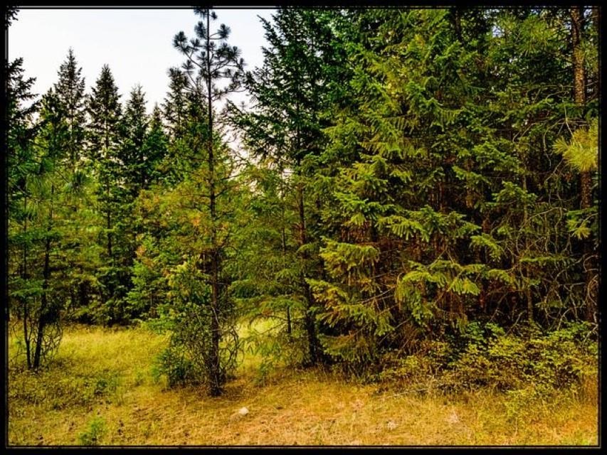Tbd Potters Road Kettle Falls, WA 99141 - Photo 11 of 17 Gallery Image 11