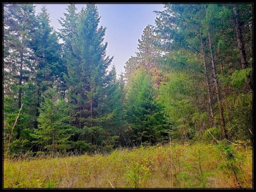 Tbd Potters Road Kettle Falls, WA 99141 - Photo 6 of 17 Gallery Image 6